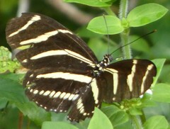 Heliconius charithonia
