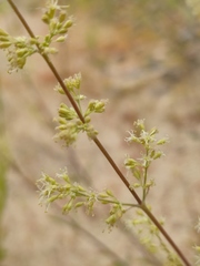 Silene borysthenica