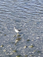 Charadriiformes