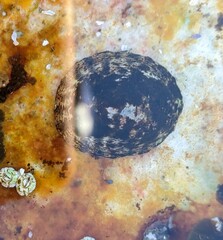 Testudinalia testudinalis