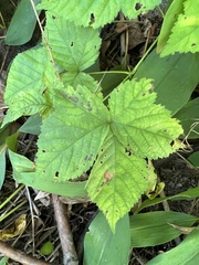 Rubus flagellaris