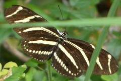 Heliconius charithonia