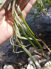 Salix exigua