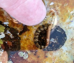 Testudinalia testudinalis