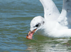 Ichthyaetus melanocephalus