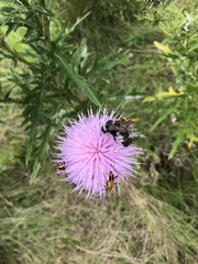 Bombus auricomus