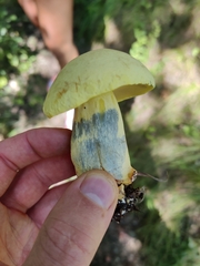 Boletaceae