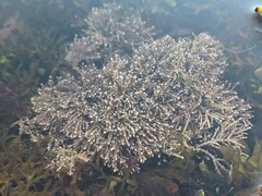 Corallina officinalis