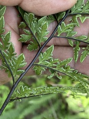 Myriopteris alabamensis