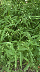 Chasmanthium latifolium