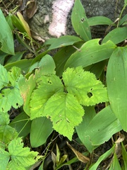 Rubus flagellaris