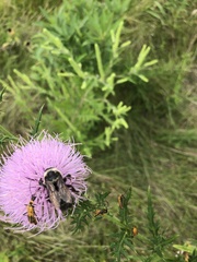 Bombus auricomus