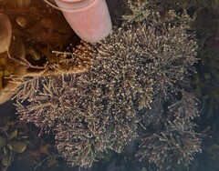 Corallina officinalis