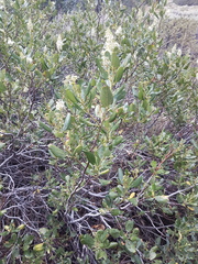 Ceanothus velutinus