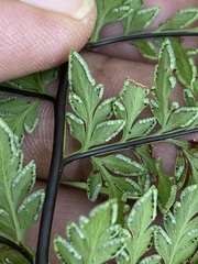 Myriopteris alabamensis