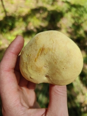 Boletaceae