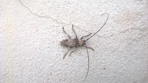 Parabixadus