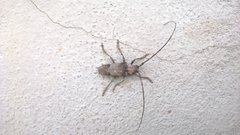 Parabixadus brunneoplagiatus