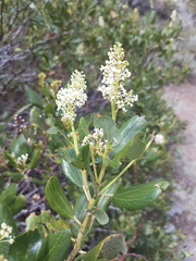 Ceanothus velutinus