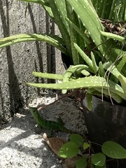 Ctenosaura similis