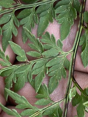 Myriopteris alabamensis