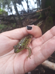 Lithobates septentrionalis