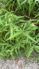 Chasmanthium latifolium