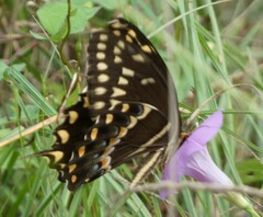 Papilio palamedes