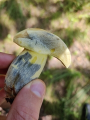 Boletaceae