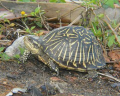 Terrapene carolina bauri