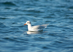 Ichthyaetus melanocephalus