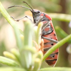 Spilostethus pandurus
