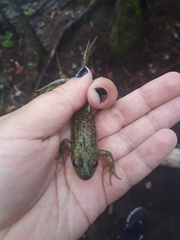 Lithobates septentrionalis
