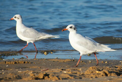 Ichthyaetus melanocephalus