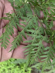 Myriopteris alabamensis