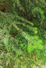 Abies amabilis