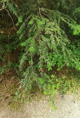 Abies amabilis