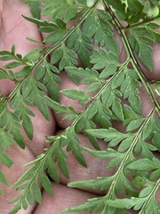 Myriopteris alabamensis