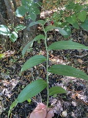 Maianthemum stellatum
