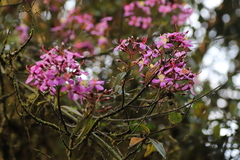 Dichaetanthera corymbosa