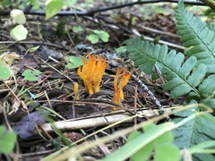 Calocera