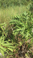 Solidago sempervirens