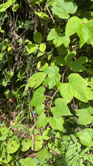 Ampelopsis glandulosa