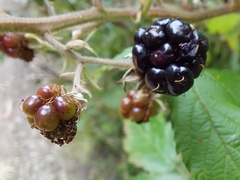 Rubus caesius