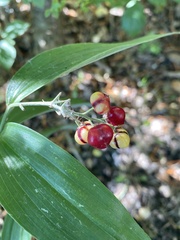 Maianthemum stellatum