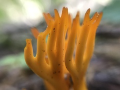 Calocera