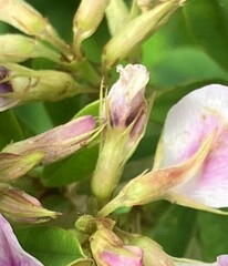 Lespedeza violacea