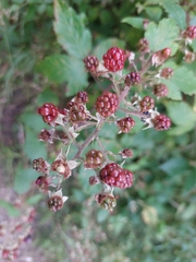 Rubus caesius