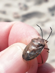 Chlorochroa pinicola