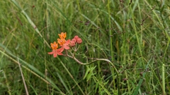 Asclepias lanceolata